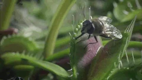 驱蚊树哪种比较好用