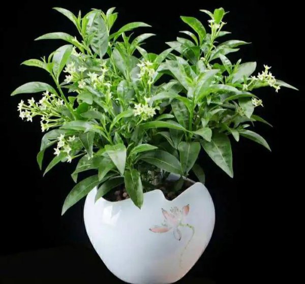 驱蚊树哪种比较好用