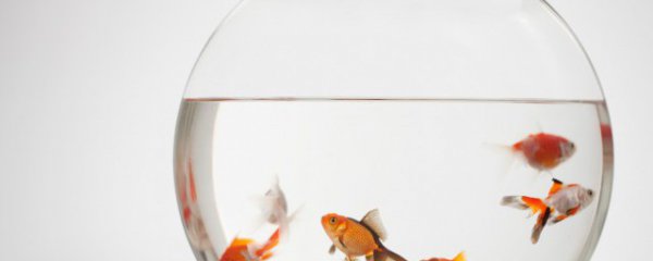 鱼缸在办公室哪里招财