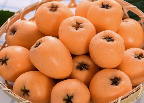 枇杷原产于哪里