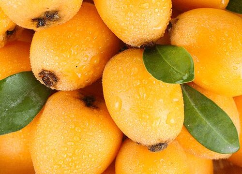 枇杷原产于哪里