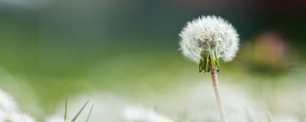 吃蒲公英的功效与作用