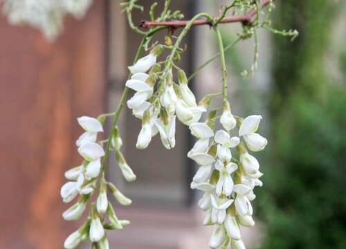 国槐什么时候开花