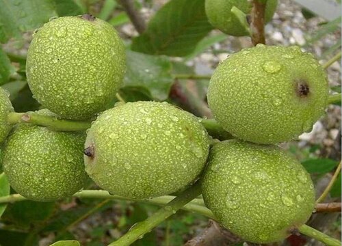 8518核桃品种介绍