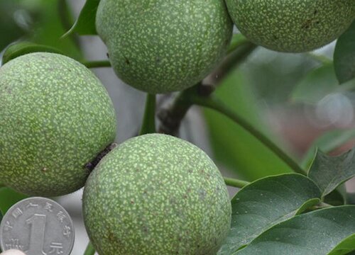 8518核桃品种介绍