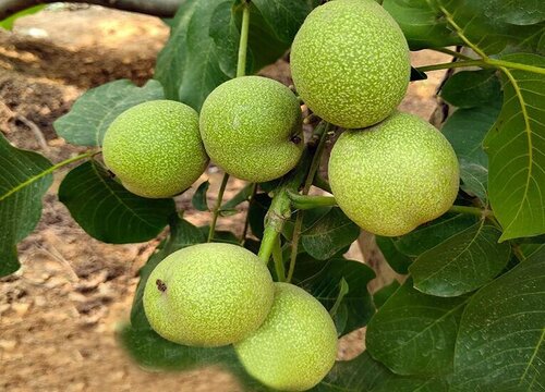 8518核桃品种介绍