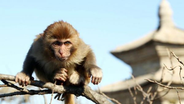 什么生肖的人最喜欢借钱