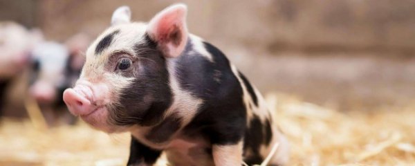 如何挑选正宗的小香猪