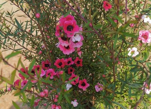 澳洲松红梅一年开几次花