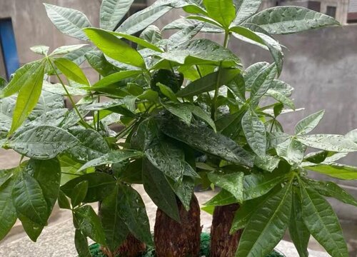 发财树几月份剪枝最好 每年需要剪枝