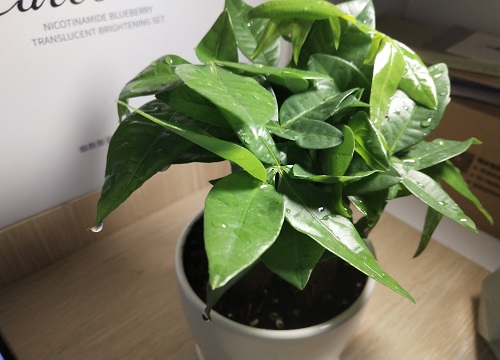 发财树几月份剪枝最好 每年需要剪枝