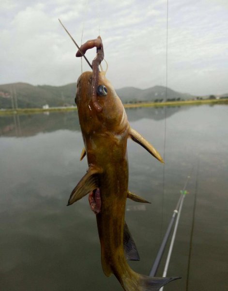 钓黄骨鱼用什么饵最好用