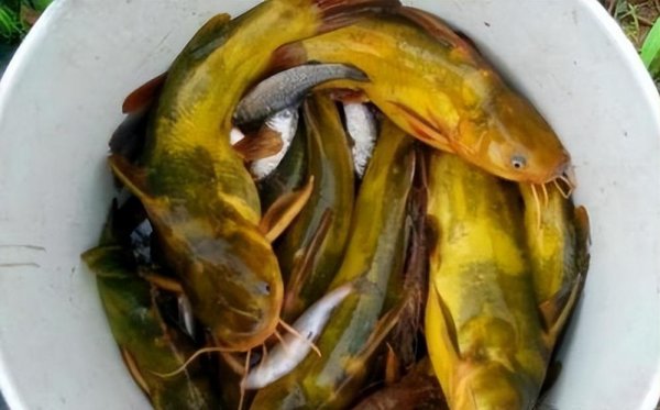 钓黄骨鱼用什么饵最好用