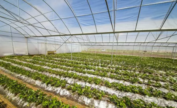 大棚蔬菜生长习性及特点