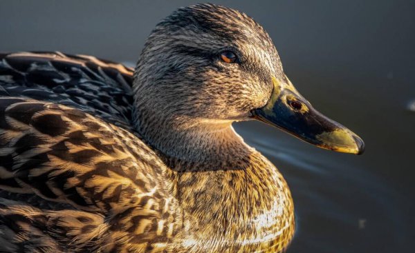 小鸭子可以活多久时间