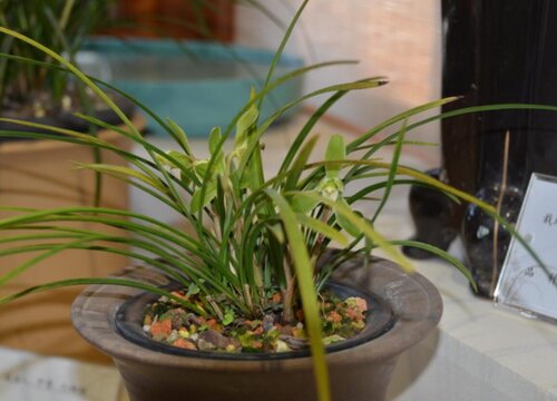 鹅卵石养护花卉都有哪些好处