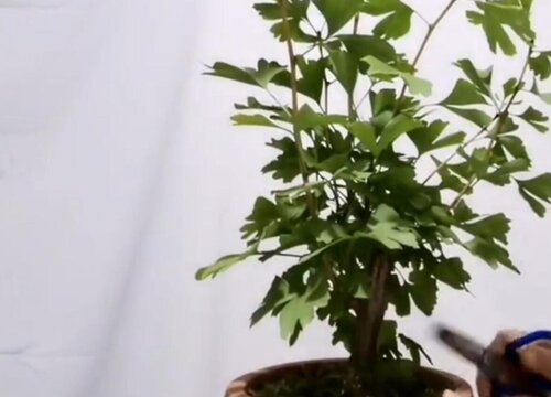 鹅卵石养护花卉都有哪些好处