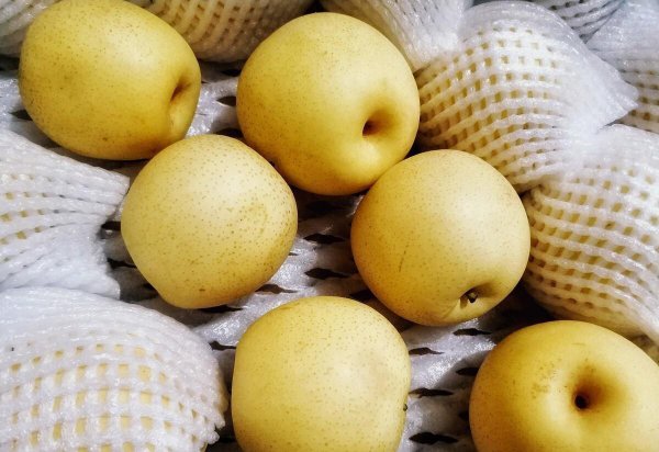 雪梨和皇冠梨一样吗