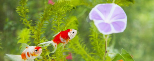 家庭怎么制作鱼缸水草