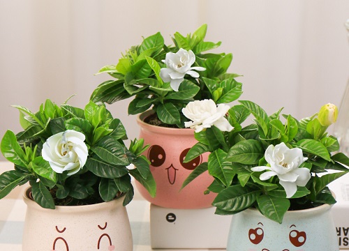 春季怎么养栀子花花苞更多更大