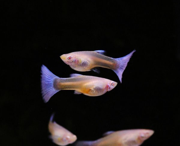 新生的孔雀鱼多久长大