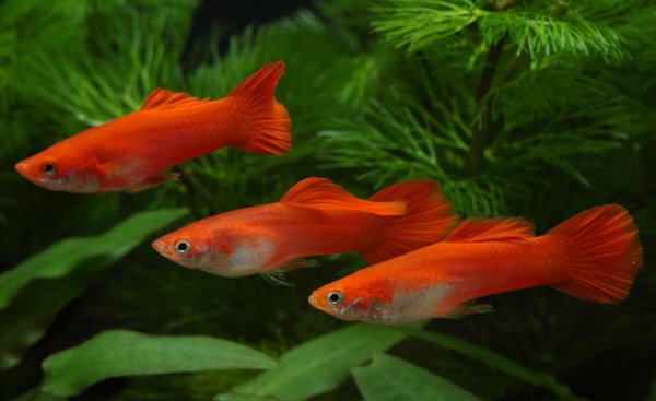 新生的孔雀鱼多久长大