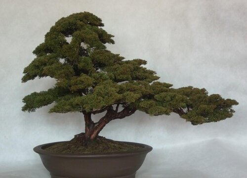 真柏盆景换盆最佳时间