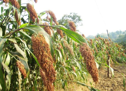 2023年高粱价格行情到底怎么样