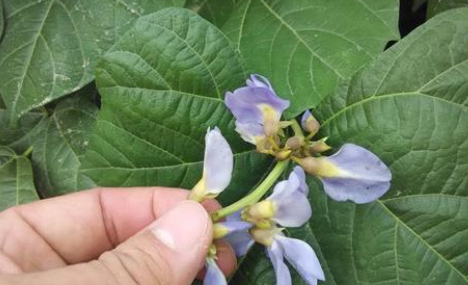 凉薯的别名叫什么名字