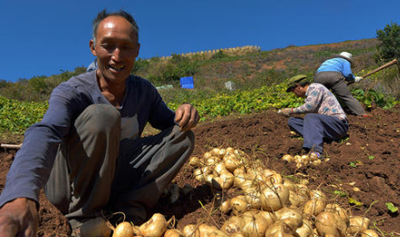 凉薯的别名叫什么名字