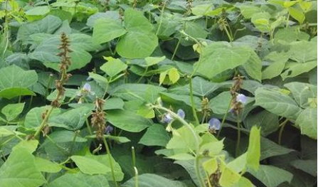 凉薯的别名叫什么名字