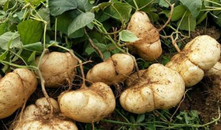 凉薯的别名叫什么名字