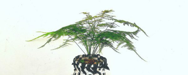 适合养什么竹子盆栽