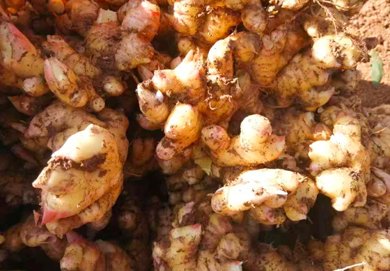 夏天生姜怎么保存不干不烂