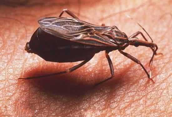 世界最强昆虫排名