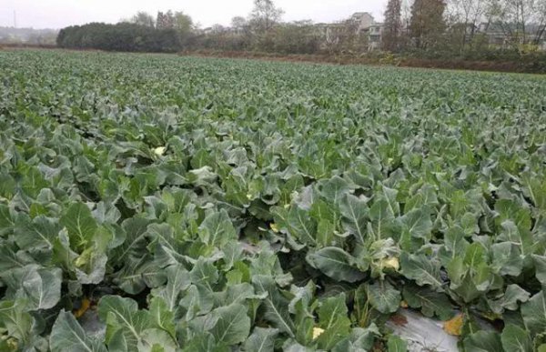 二月份露天种什么蔬菜好