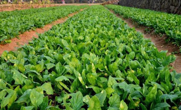 二月份露天种什么蔬菜好