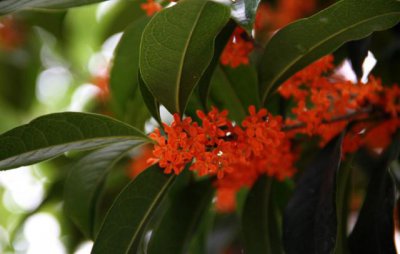 桂花哪个品种适合盆栽 家庭盆栽桂花什么品种最好最香