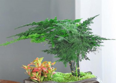 云竹什么时间浇水好 浇什么水才好