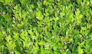 瓜子黄杨怎么养叶子旺盛 瓜子黄杨如何养叶子旺盛