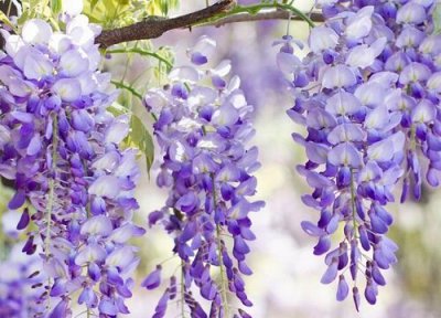 紫藤花什么时候开花 开花什么颜色