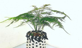 过年桌面摆什么植物好呢 过年桌面摆哪些植物好