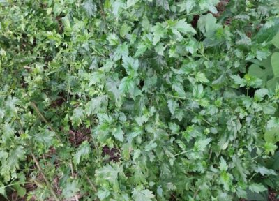 菊花脑的繁殖方法 菊花脑种植时间和方法