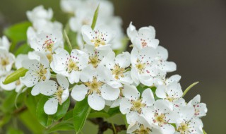 梨花开花的月份 梨花什么时候开花