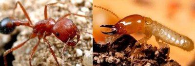 白蚁和蚂蚁的区别 白蚁和白蚂蚁完全不是一种吗