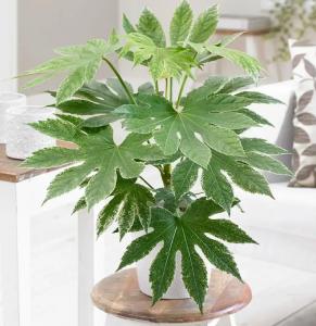 办公室放什么植物好养又风水好 办公室摆放的绿植盆栽