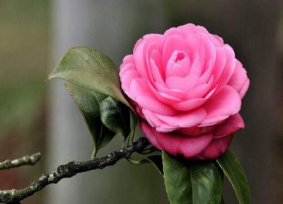 山茶花冬天怎么养才能安全过冬 家庭养法及越冬管理方法