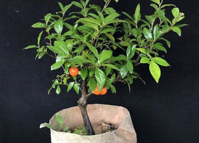 金弹子耐寒 金弹子怎么过冬天