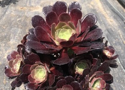 黑法师光照注意事项 黑法师养护过程需要注意什么