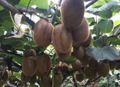 猕猴桃种植对土质的要求 猕猴桃适合在哪些土壤地方种植